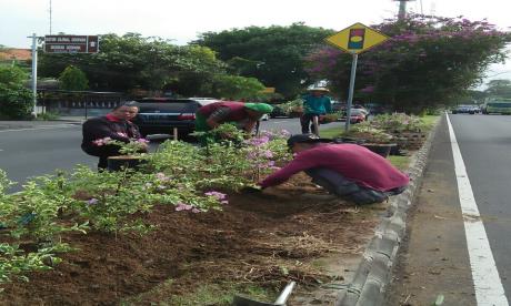 Perawatan Taman Median Jl. By Pass Ngurah Rai